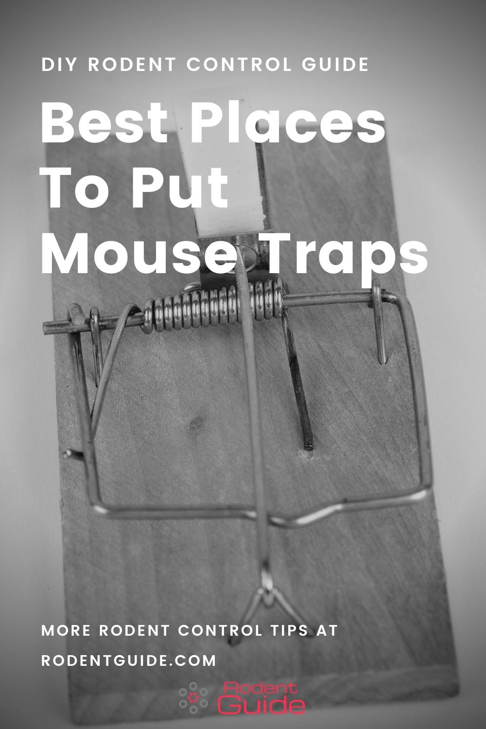 Best Places To Put Mouse Traps