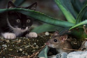 attracting a mouse from hiding place