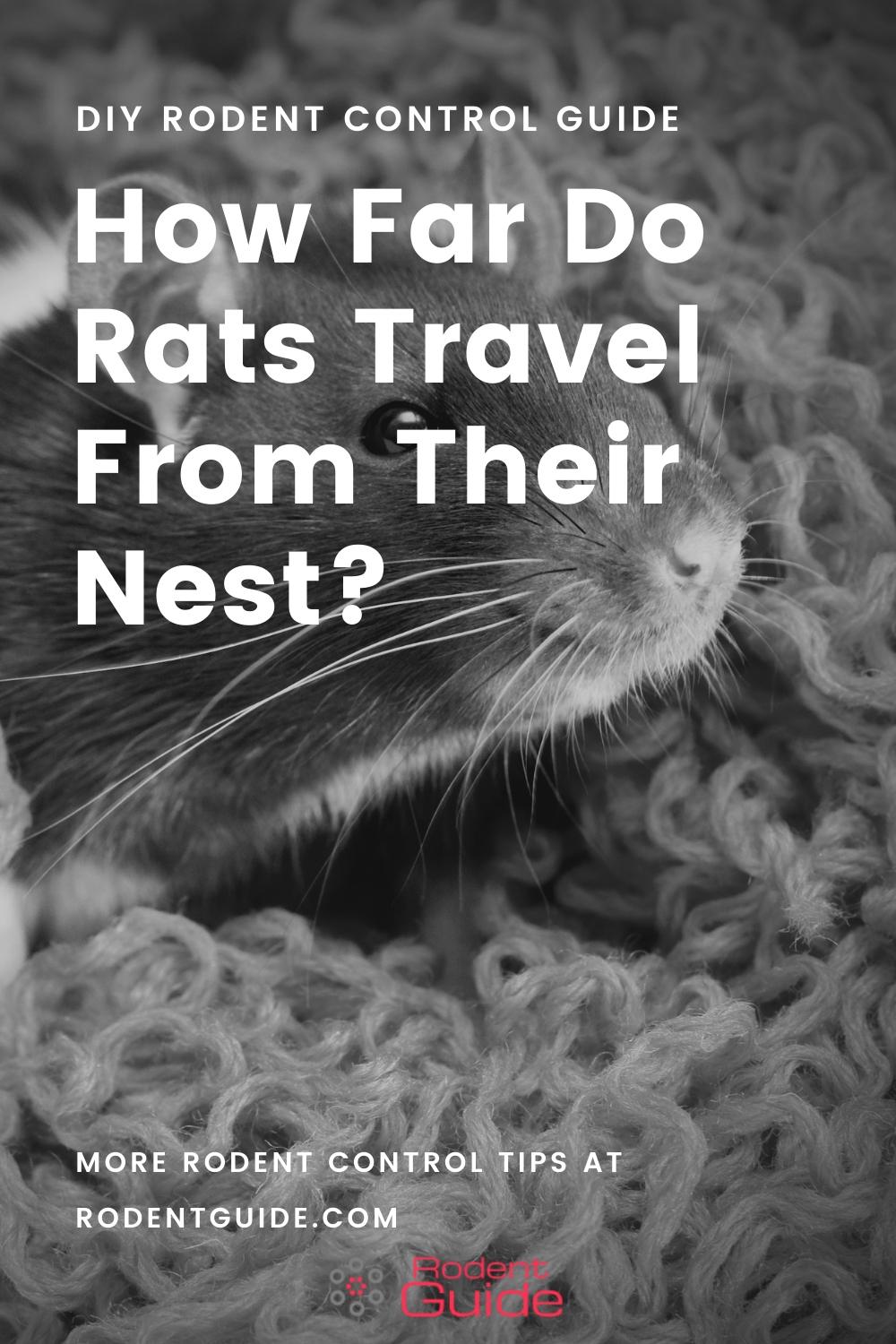 How Far Do Rats Travel From Their Nest