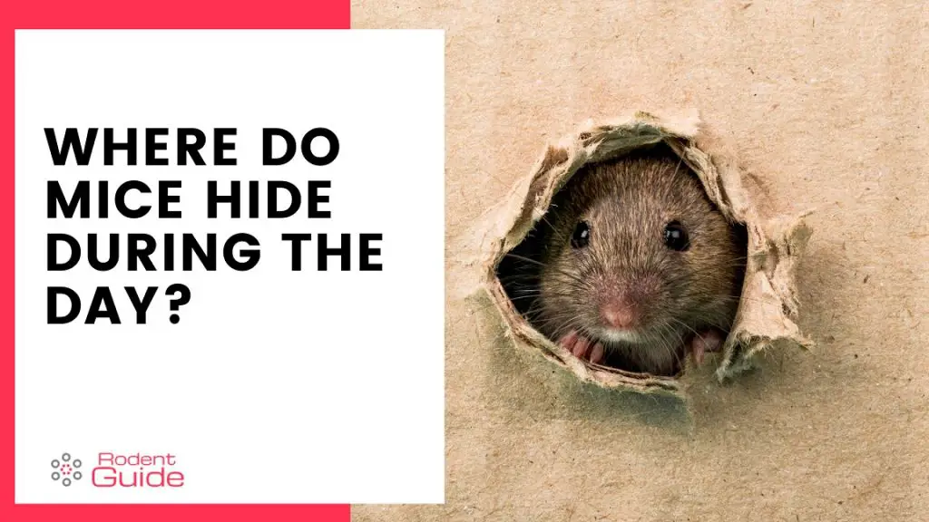 10 places mice hide during the day