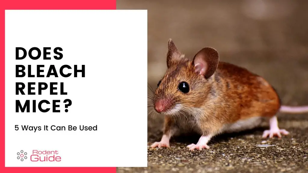 Does Bleach Repel Mice