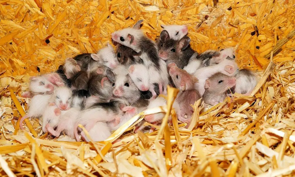 Do Mice Travel Alone Or In Packs