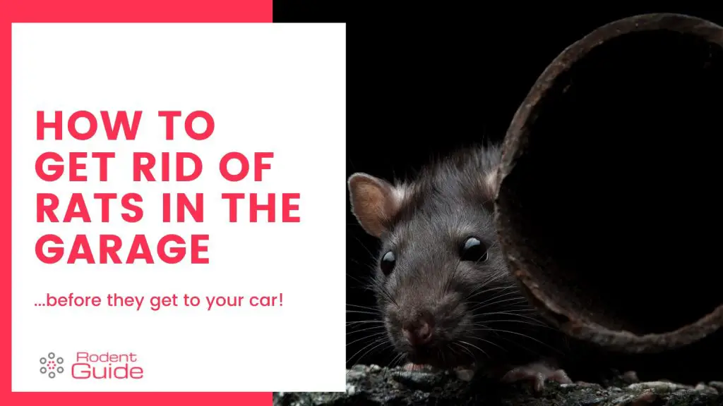 How to Get Rid of Rats in The Garage