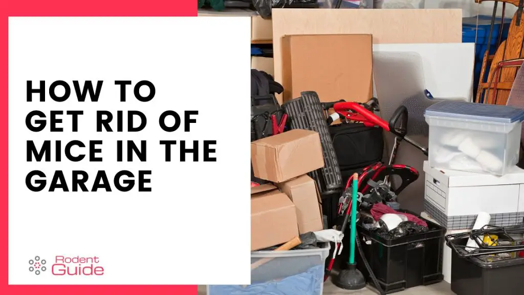 Get Rid of Mice in The Garage