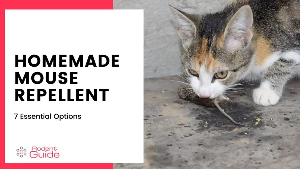 Homemade Mouse Repellent cat eating a mouse