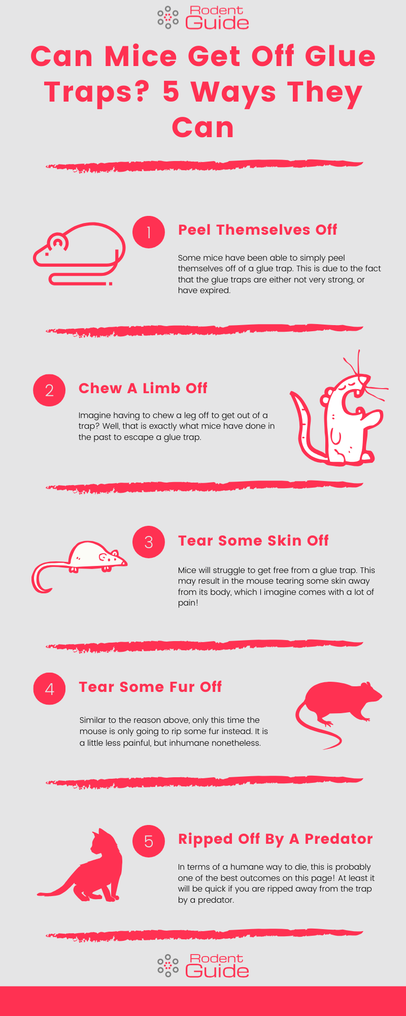 can mice get off glue traps infographic