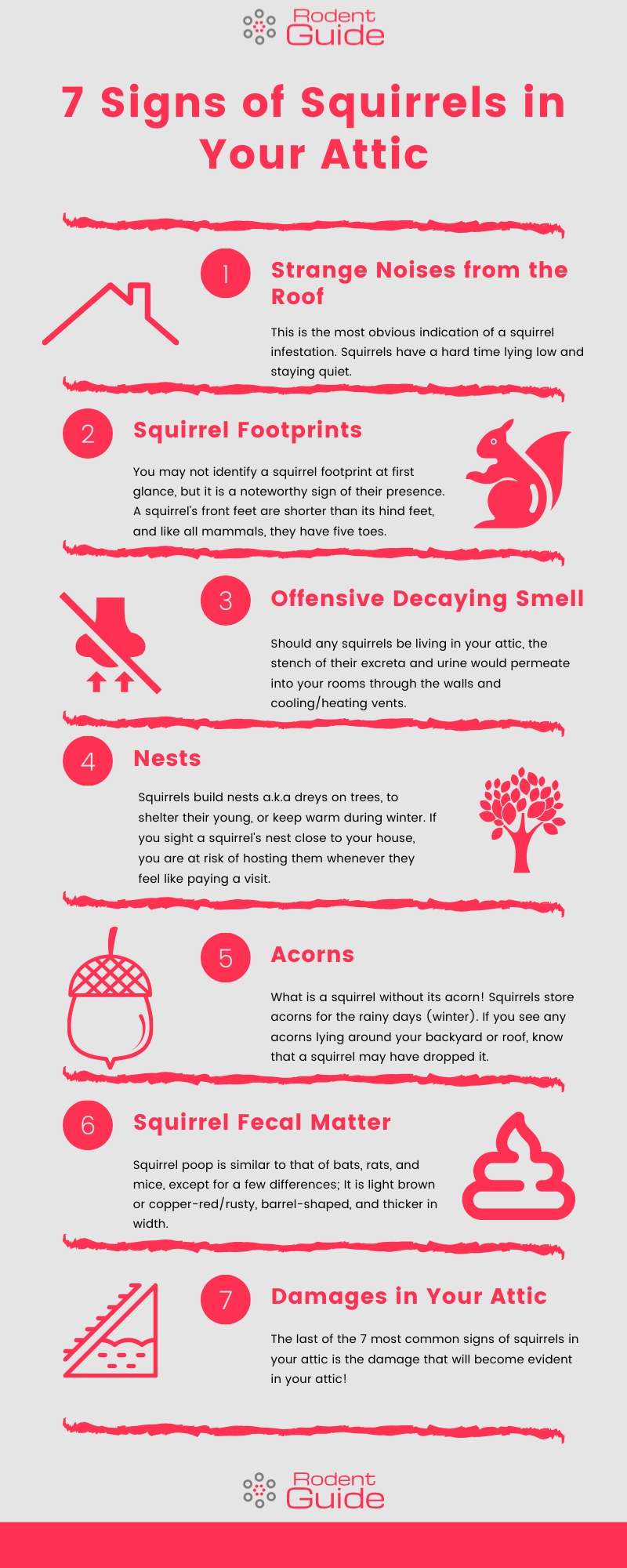 7 Signs of Squirrels in Your Attic Infographic