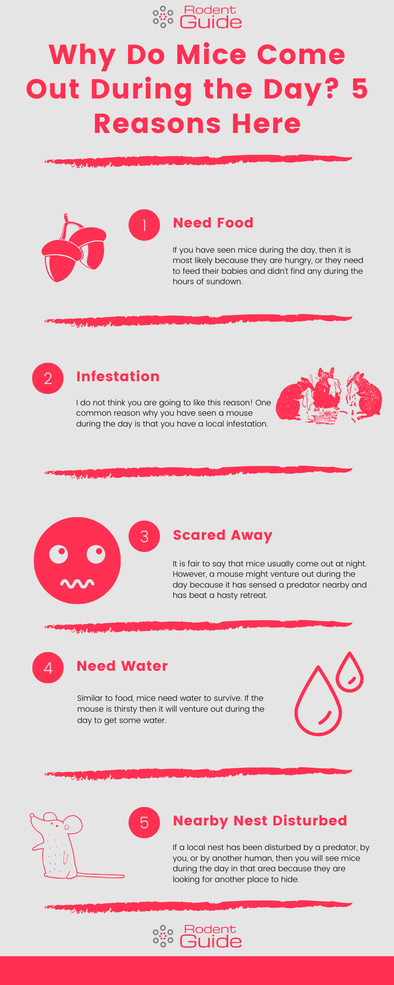 Why Do Mice Come Out During the Day Infographic